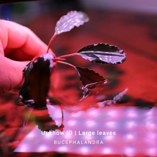 Bucep tím | Hàng ngọn lớn | Cây thủy sinh