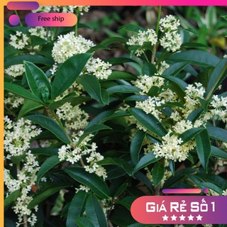Mộc Hương ta thoát thân cao 40-50cm