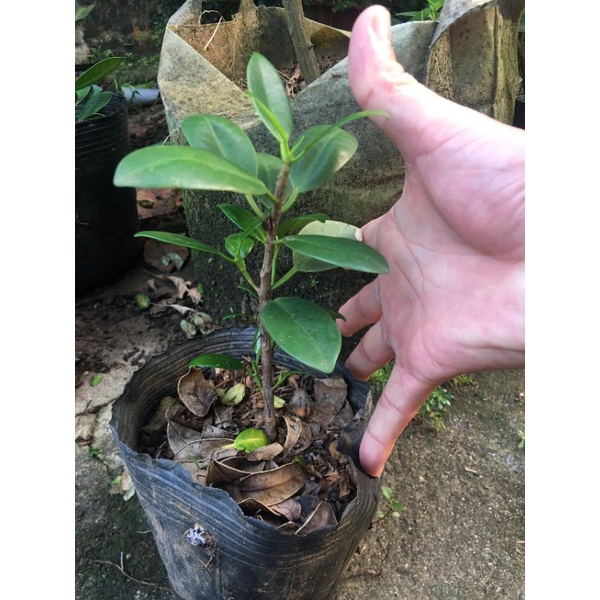 Cây si đá làm cảnh, bonsai, ký đá non bộ