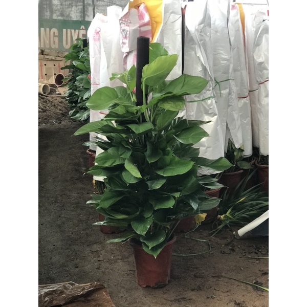 Vải áo bọc cột vạn niên thanh