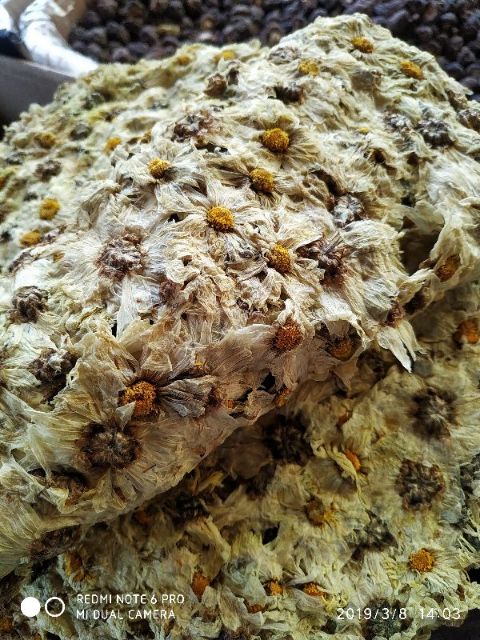 Rong mơ khô - Rong biển nấu sâm - 500g