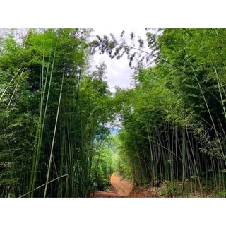 BÀN TRÚC CAO BẰNG