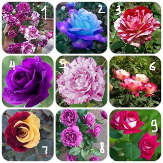 Com bo 4 cây giống hoa hồng ngoại gốc đại, giá siêu rẻ
