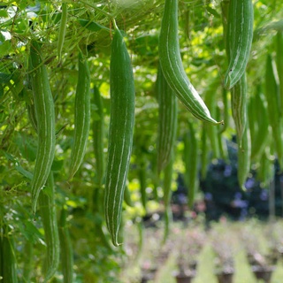 5h Hạt giống quả lặc lè sai quả ( mướp mèo- nắc nẻ- lặc lày- mướp nhật)