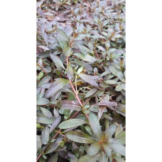 Cây thủy sinh bá văn hương