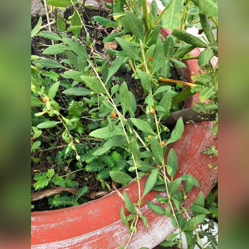 Hạt giống Câu Kỷ Tử lá dài  trồng thuần khí hậu VN. Đảm bảo gieo là lên >90%