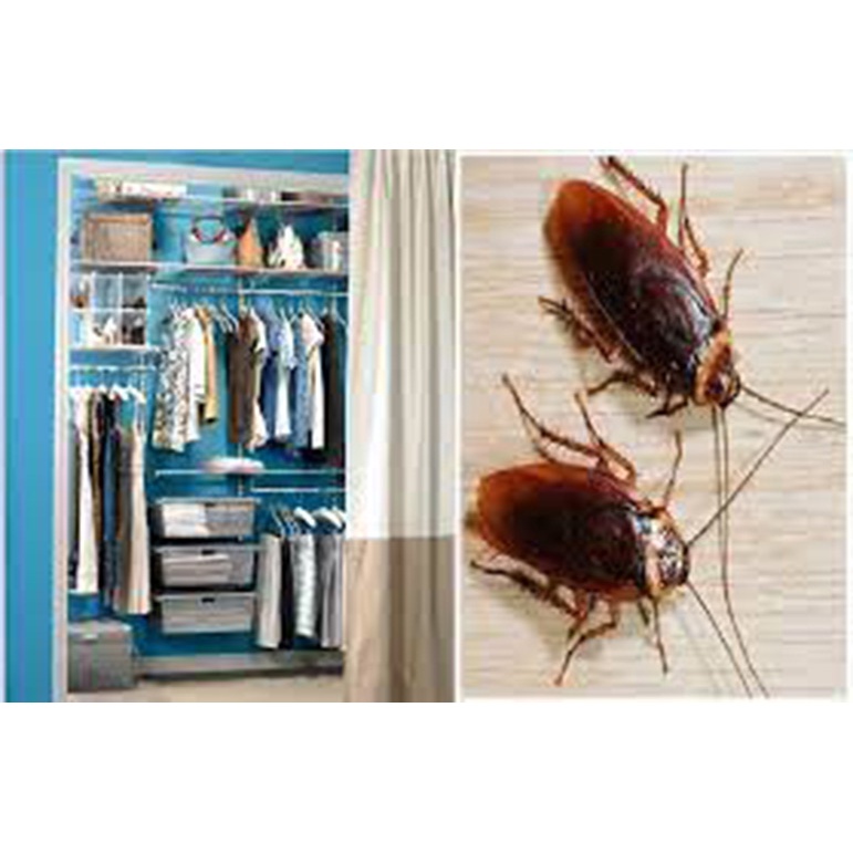 COMBO 2 Bịch Long Não đuổi chuột , gián và côn trùng gây hại - thương hiệu Thuận An