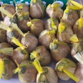 Dừa Sáp Ngọc Tiên