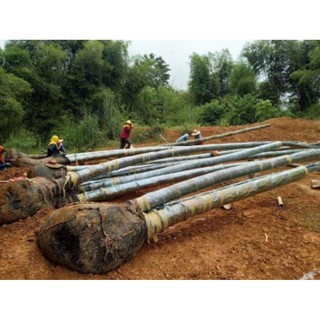 Cây tre khổng lồ thái lan