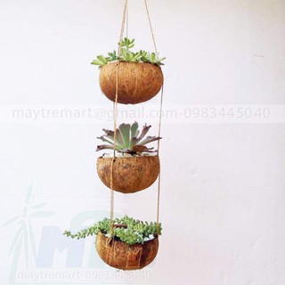 Chậu gáo dừa treo trồng cây.