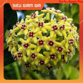 Lan cẩm cù hoa vàng chanh chậu to hoa thơm