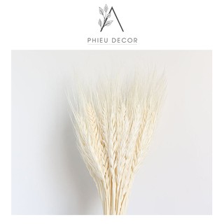 🌸Lúa Mạch Khô Vintage - Decor nhà🌸