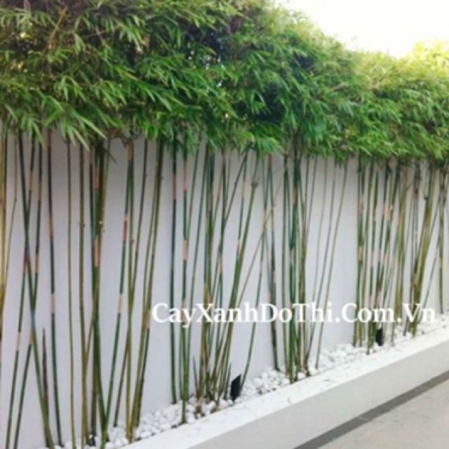 Cây trúc quân tử