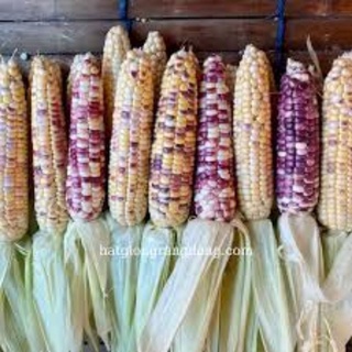 HẠT GIỐNG BẮP NẾP DẺO CẨM HỒNG