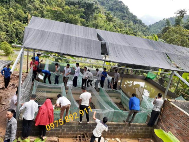 Lồng, tráng , vèo nuôi ếch - chuyên nghiệp