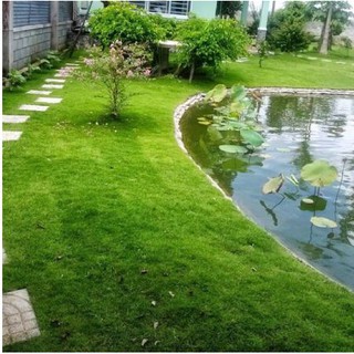 Bịch 1KG Hạt Giống Cỏ thảm xanh, sân bóng, sân golf   - Hạt Chuẩn Nảy Mầm tốt