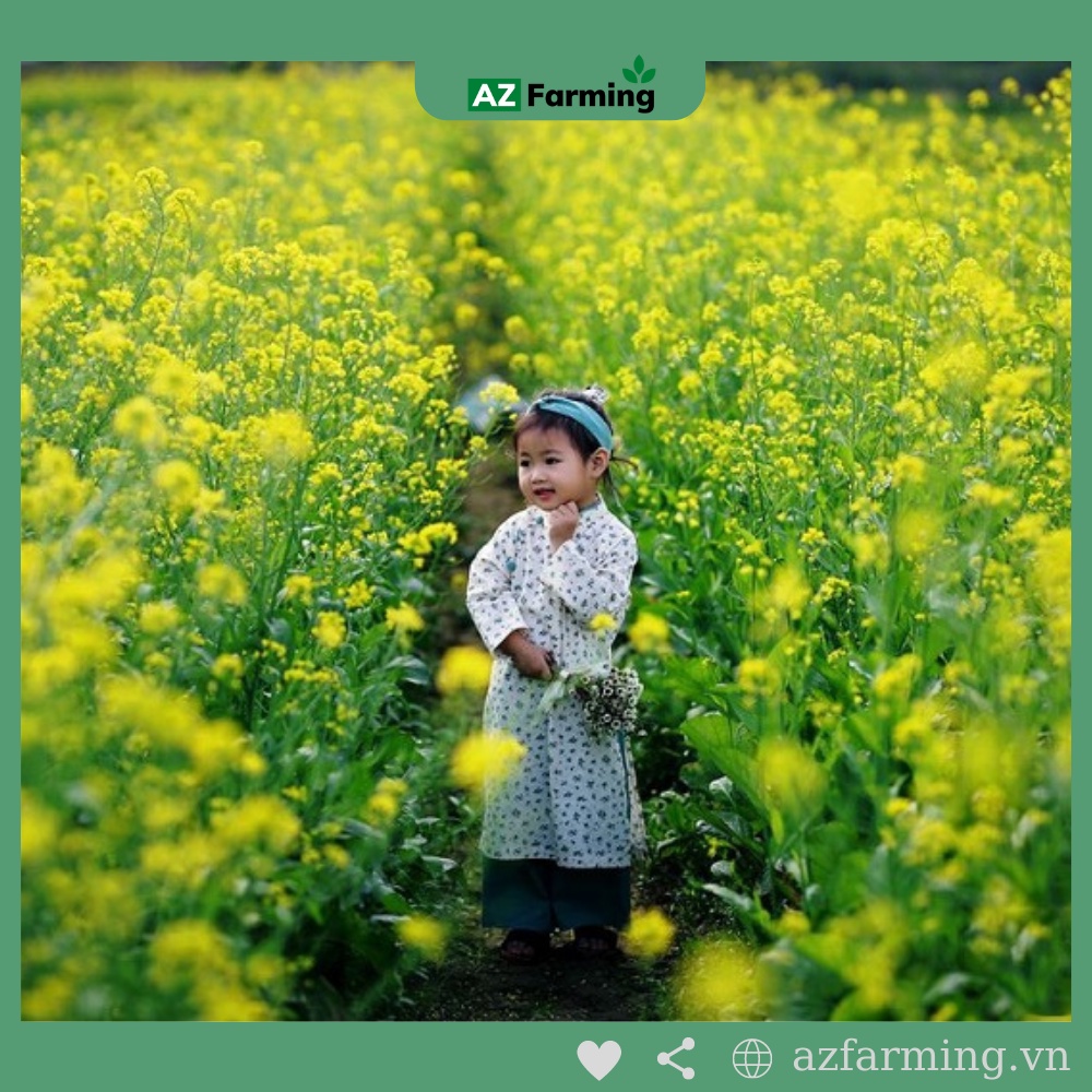 Hạt Giống Hoa Cải Vàng - Gói 300 Hạt - Az Farming