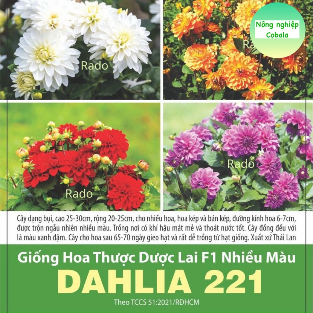 Hạt Giống Hoa Thược Dược (DAHLIA221) Lai F1 Nhiều Màu 5 Hạt