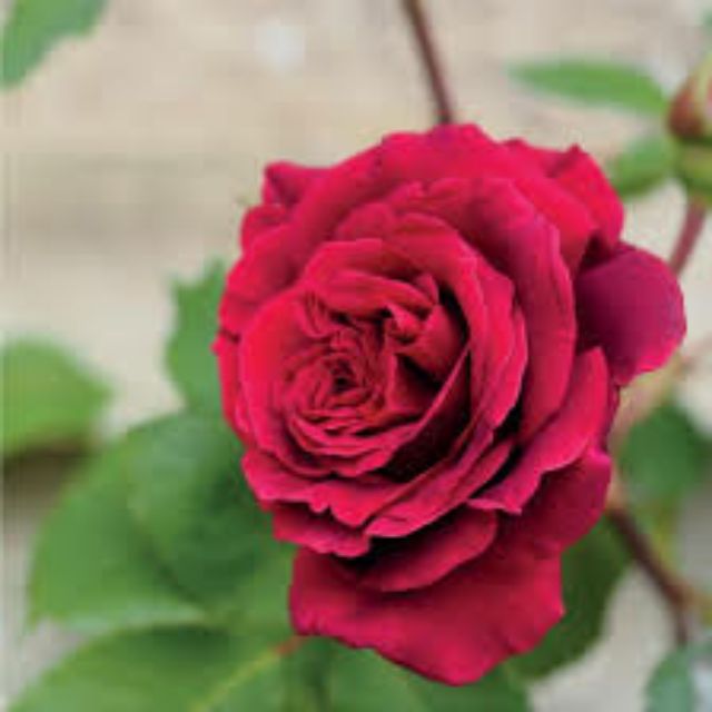 Rose481, Cửa hàng trực tuyến | BigBuy360 - bigbuy360.vn