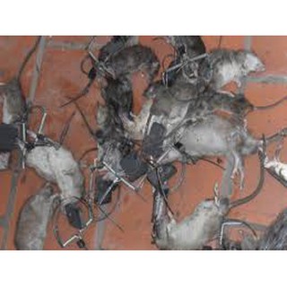 Bẫy chuột bán nguyệt (5k 1 chiếc)
