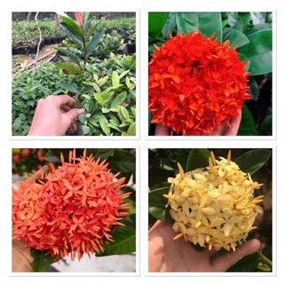 combo 10 cây mẫu đơn ta giống cao 30cm