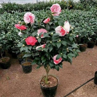 Hoa trà mi đủ màu sắc, hoa bền