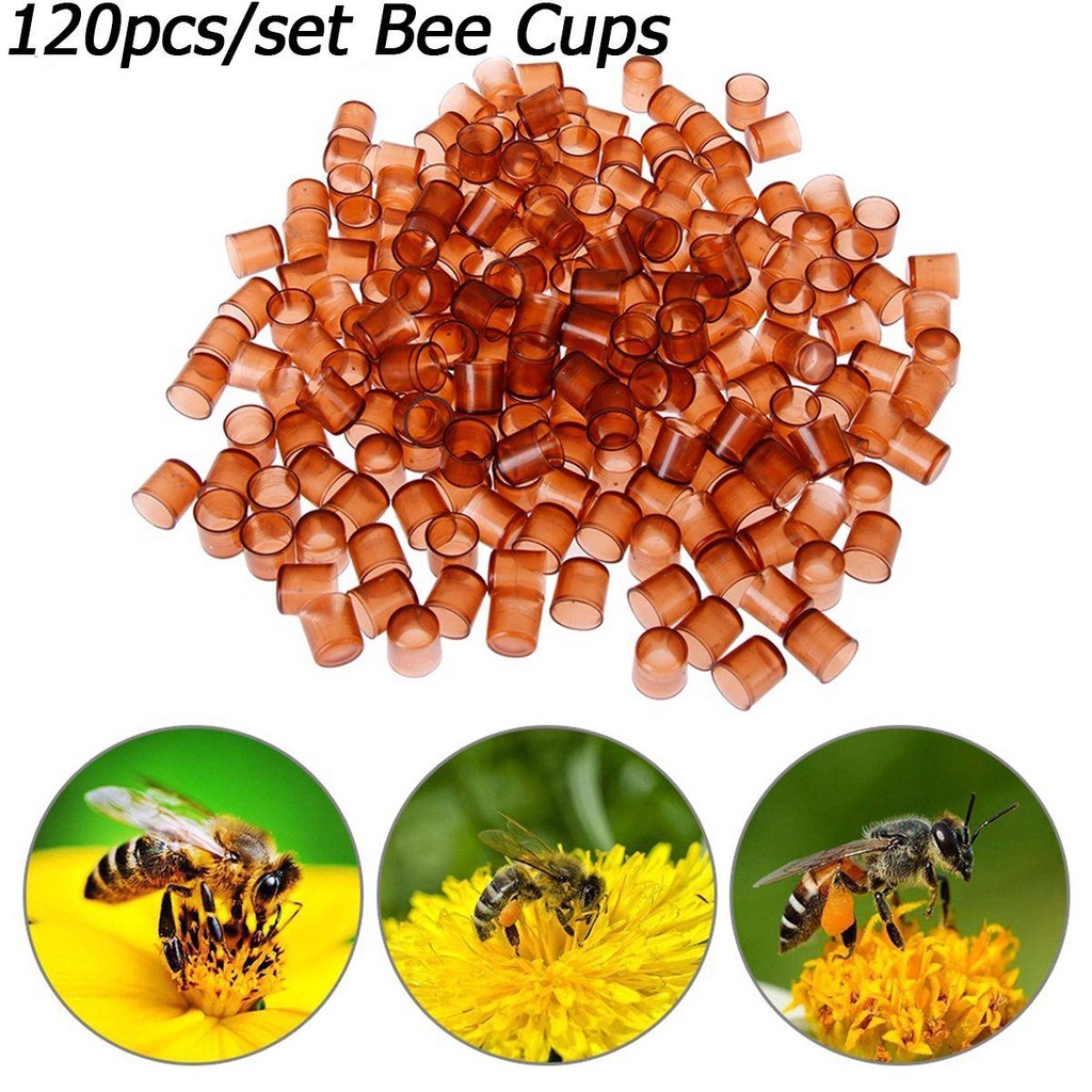 Lồng Nuôi Ong Chúa Bằng Nhựa