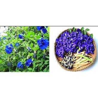 Hạt giống hoa đậu biếc kép 20 hạt
