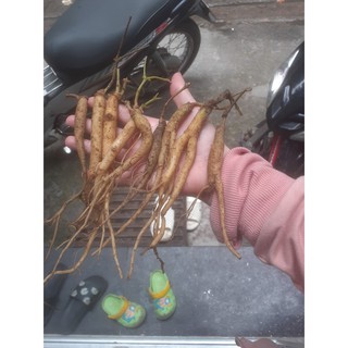 cây giống hồng đẳng sâm combo 20 cây
