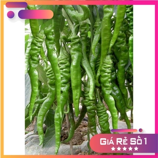 50H - Hạt giống Ớt Cá Ngựa Nhập Khẩu - HGNK