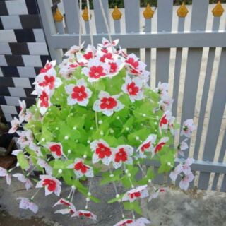 Hoa gấm cánh nhọn