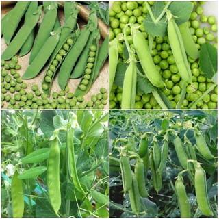 Hạt Giống Đậu Hà Lan Xanh 50gr/gói