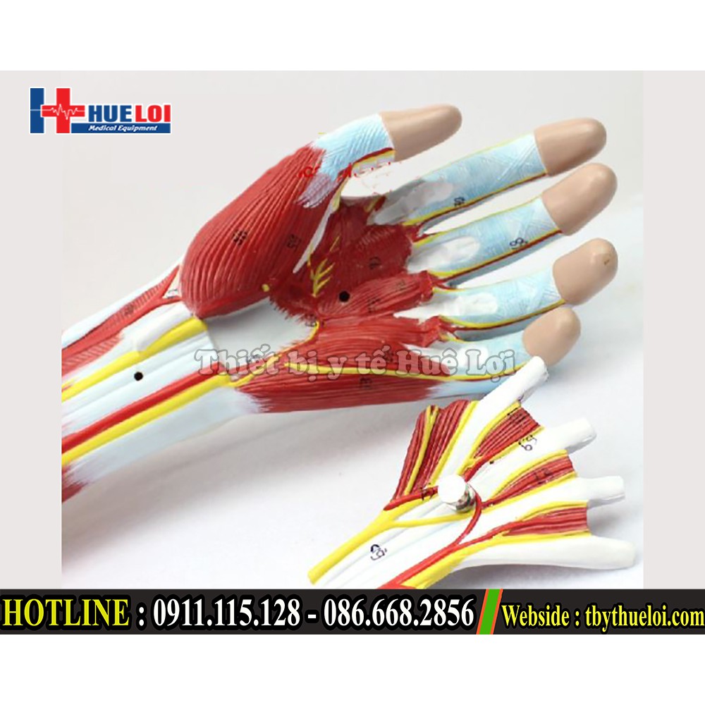 Bộ mô hình giải phẫu cơ và thần kinh chi trên - Mô hình giải phẫu cơ tay