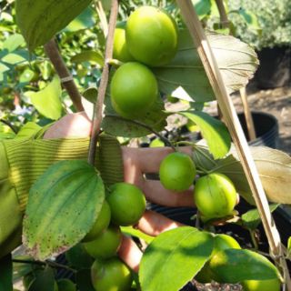 Cây táo nhật đang hoa