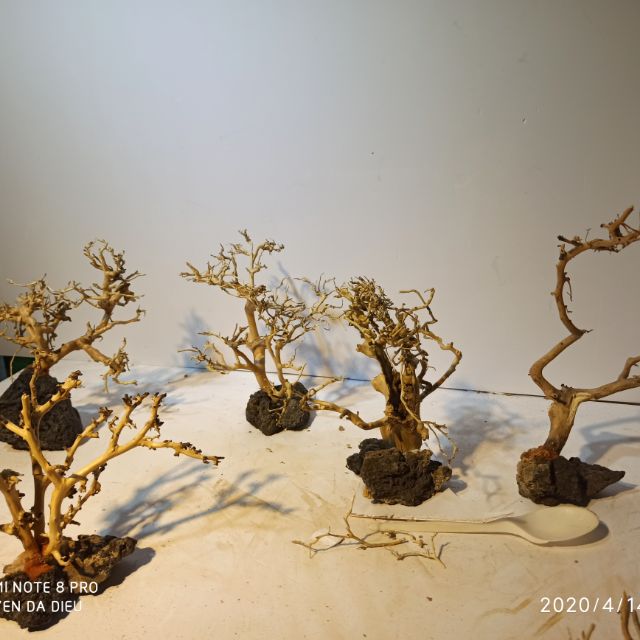Lũa Bonsai thủy sinh giá rẻ