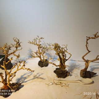 Lũa Bonsai thủy sinh giá rẻ