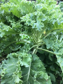 Hạt giống cải xoăn kale