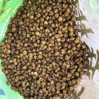 Hoa tiêu xanh- tiêu xuyên xanh, hạt tê loại 5oog