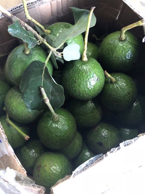 Bơ booth Lâm Đồng béo dẻo