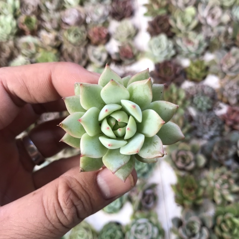 Sen đá búp bê vĩ