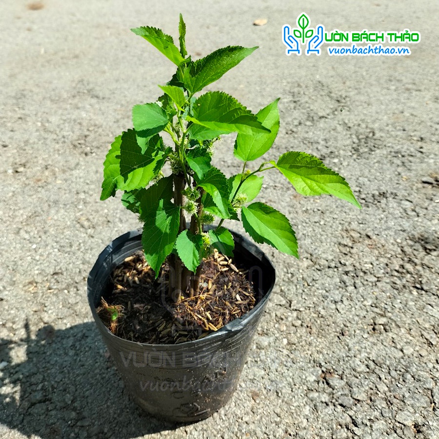 Cây giống dâu tằm giá rẻ - Vườn Bách Thảo