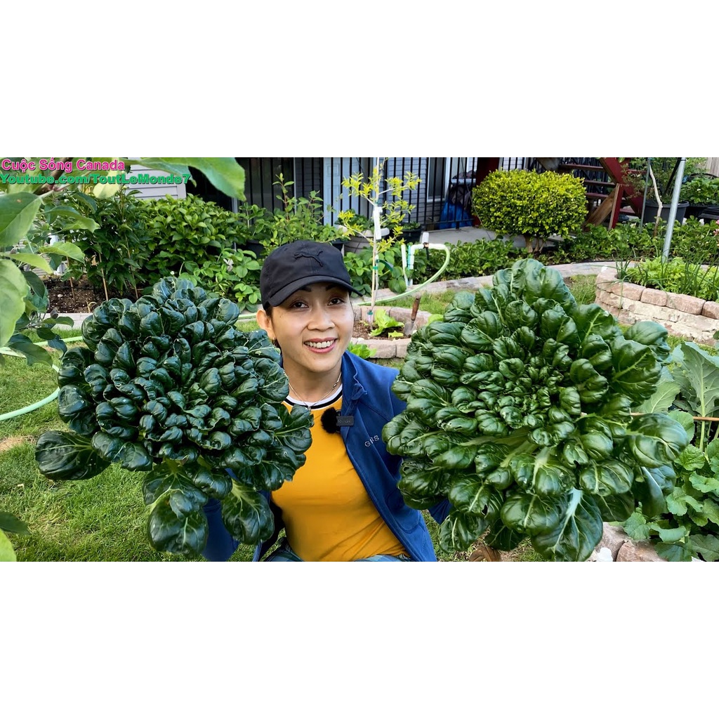 [Gói 100 hạt] Hạt Giống Cải Hoa Hồng F1-Dễ trồng-Hoa nở đẹp-Tặng Kèm Hướng Dẫn Trồng