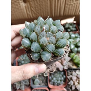 Sen đá kim cương Haworthia Cooperi
