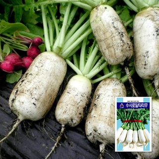 3000 Hạt giống củ cải Altari Hàn Quốc_ chính hãng nảy 99%