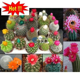 Hạt giống xương rồng mix màu 30H