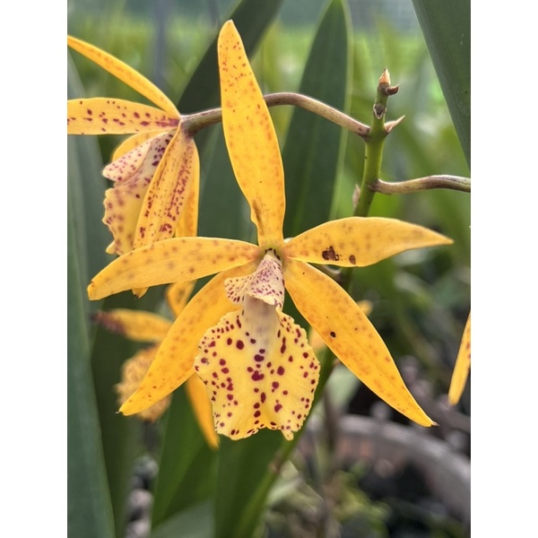 😍😍Cattleya Jairak Canary