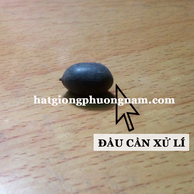 Hạt giống hoa sen nhật mini túi 1 hạt