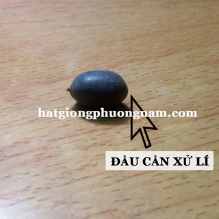 Hạt giống hoa sen nhật mini túi 1 hạt
