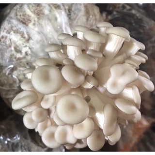 Phôi nấm Sò (01 kiện hàng 10 bịch)