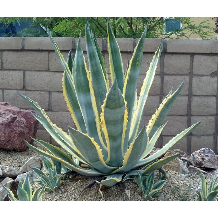 10 Hạt Giống Cây Dứa Sợi ( Thùa Thối )  – Cây cảnh trang trí nội thất ấn tượng